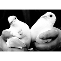 Białe gołębie na ślub Straszyn